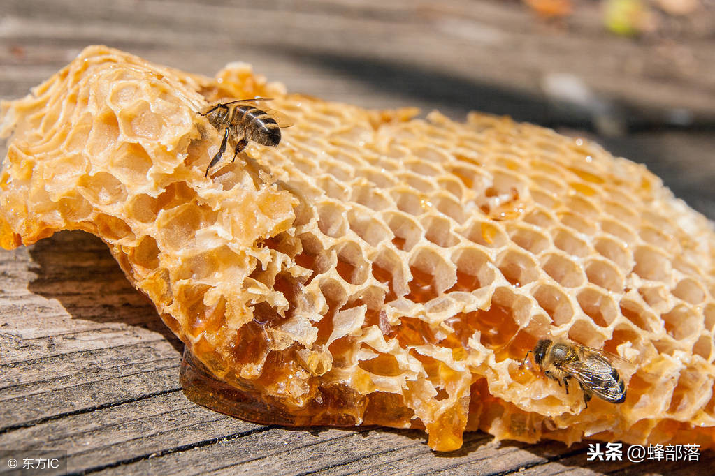 农村野生蜂蜜横行，农村到底有多少野生蜂蜜？