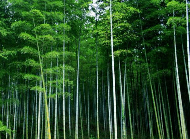 竹子寓意代表什么 象征什么精神品质