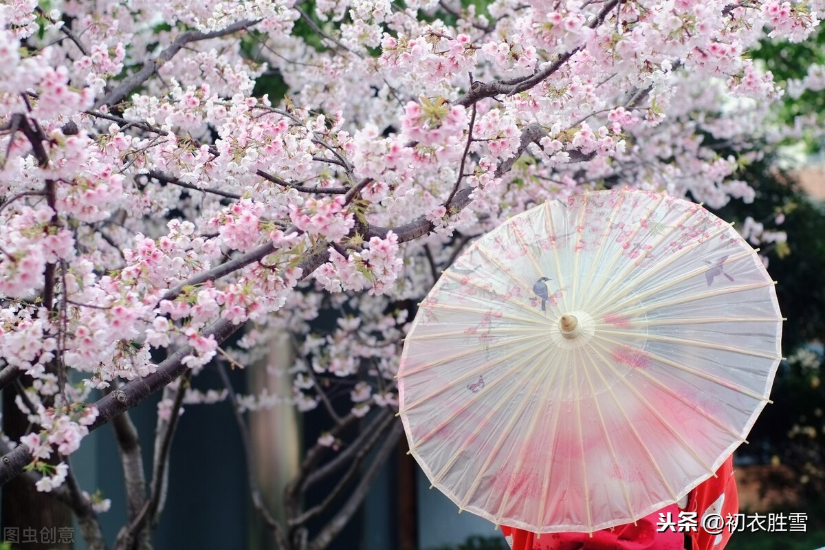 唐诗樱花与樱桃花9则赏读，樱桃昨夜开如雪，樱花永巷垂杨岸