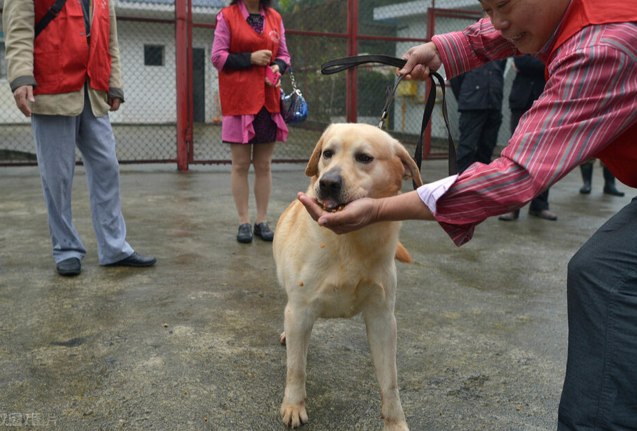 中华田园犬智商（这种犬的智商很高却做不了警犬）