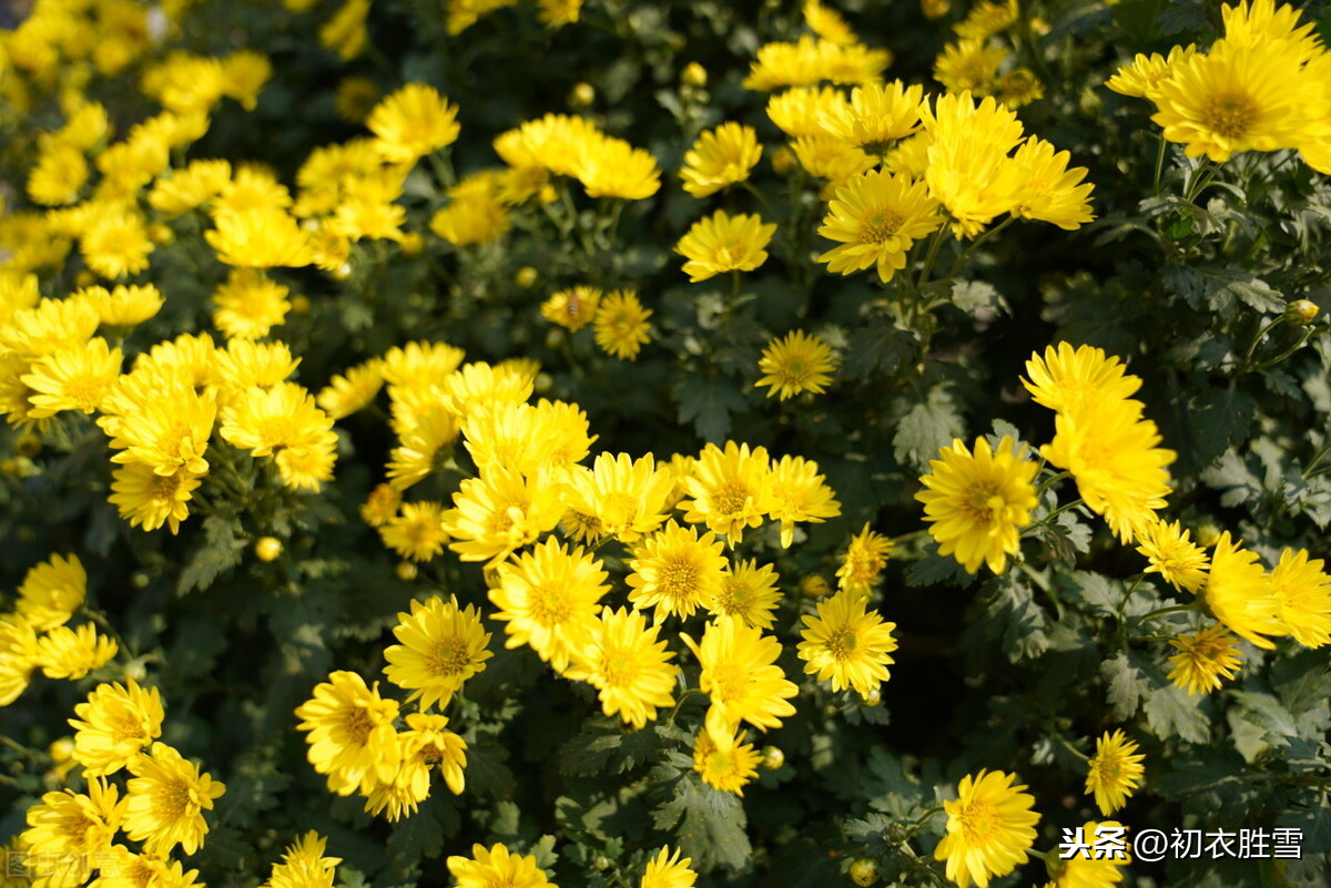 杨万里奇诗美句赏菊四首：菊花自择风霜国，不是春光外菊花