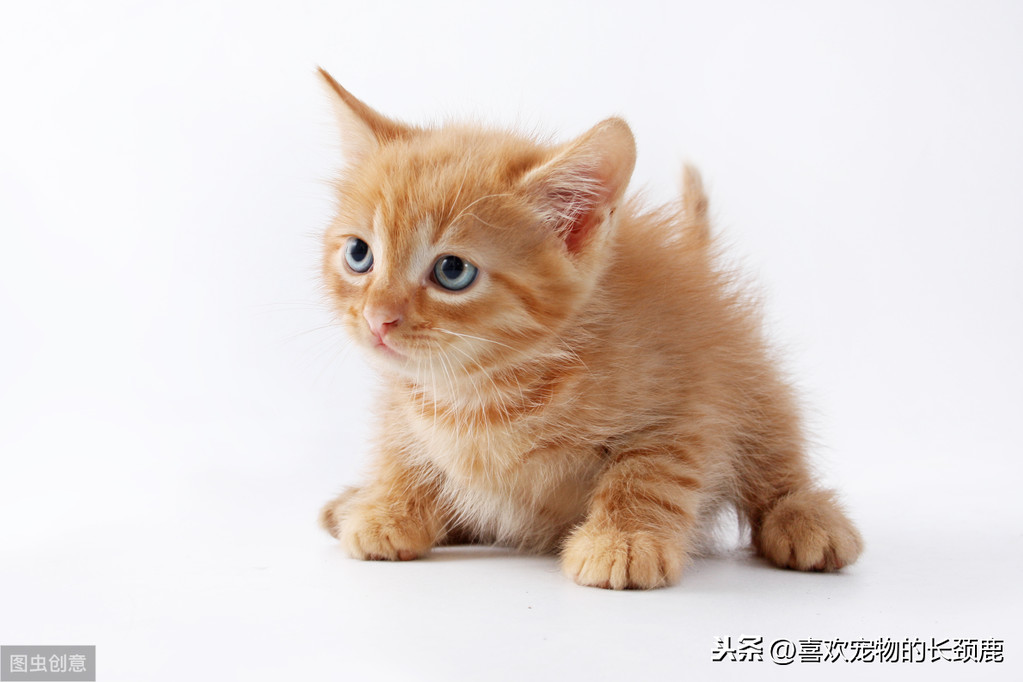 最贵的阿瑟拉猫外貌颜值，性格特点，出身环境，的小知识