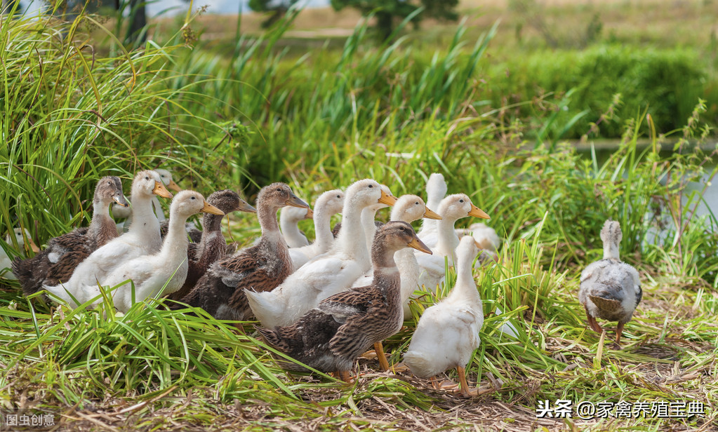 浆膜炎和黄病毒混感，发烧，瘫痪，绿色粪便怎么办？