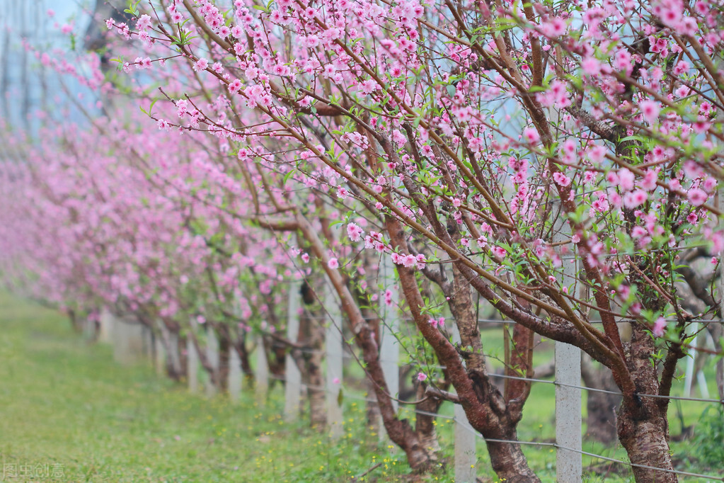 梅花是什么季节开的（南北地区梅花的花期）