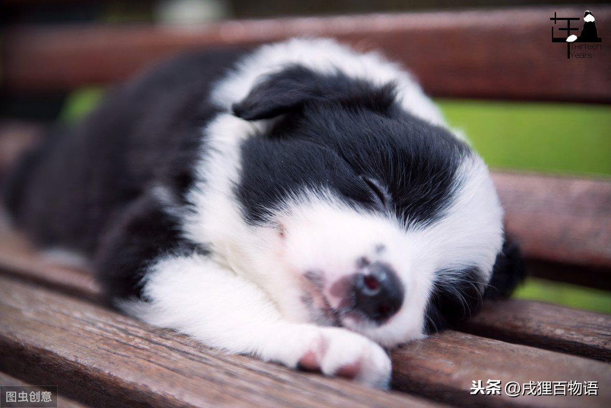 8种市面常见犬类驱虫药，对抗10多种狗狗寄生虫，驱虫效果大盘点