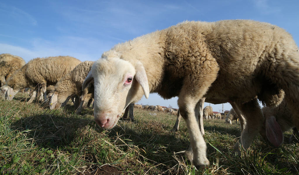 羊价大涨，一头羊多卖700元，今年羊价还涨吗？羊贩子咋说？