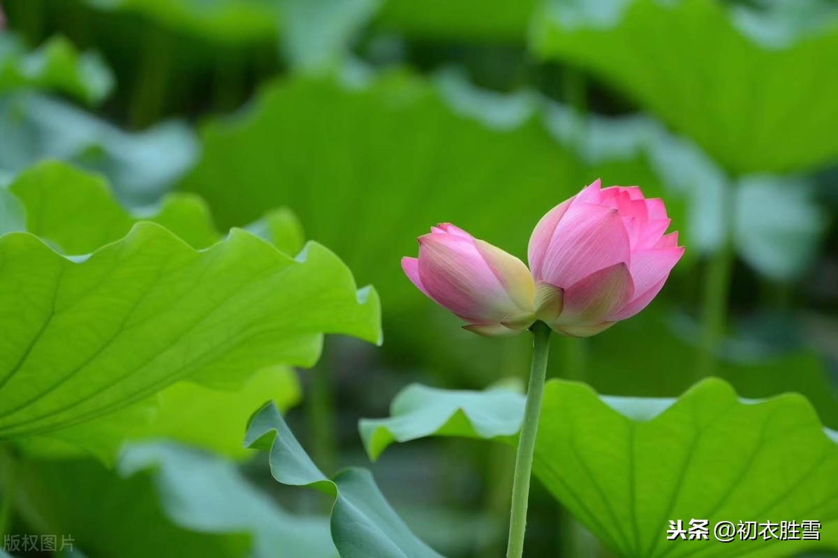 古诗词里的并蒂莲七首：名莲自可念，况复两心同