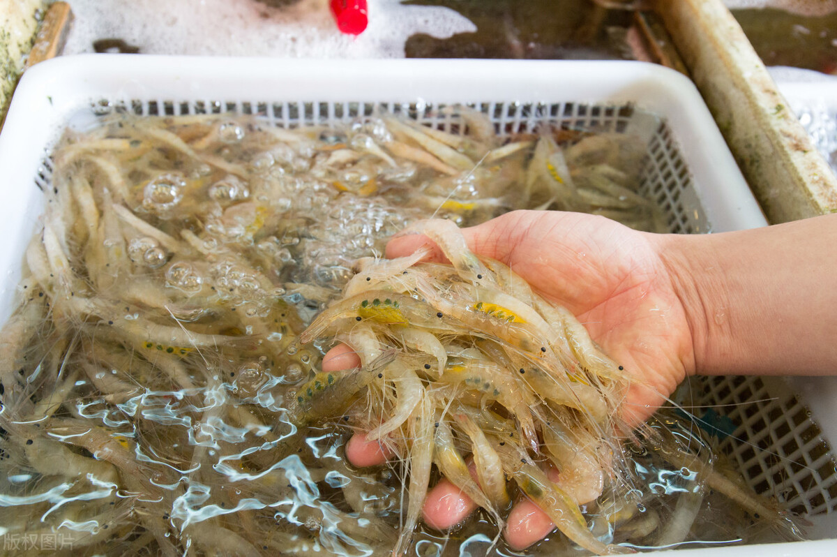 河虾卖到断货，鳜鱼43元/斤，“六月黄”上市，养殖户总算笑了