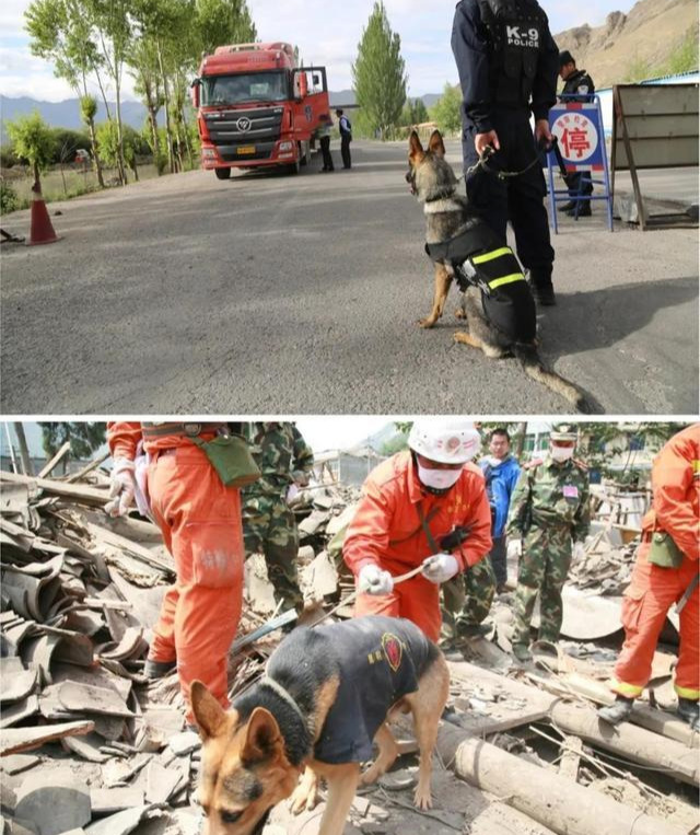 这是我见过最全面的"昆明犬"介绍