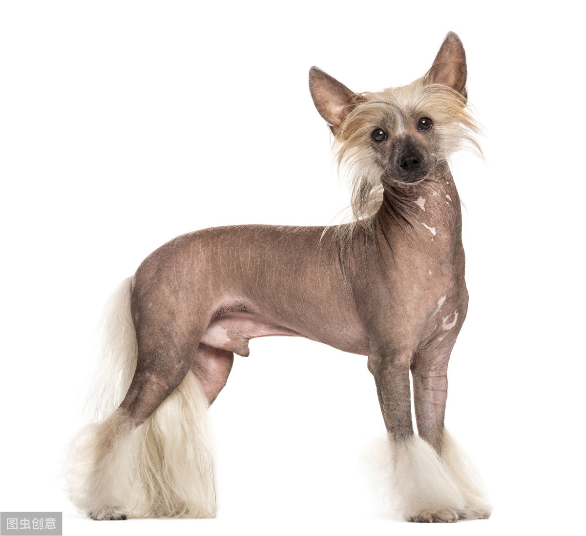 辟谣：中国冠毛犬怕热又怕冷？它们的皮肤和其它狗狗有很大不同
