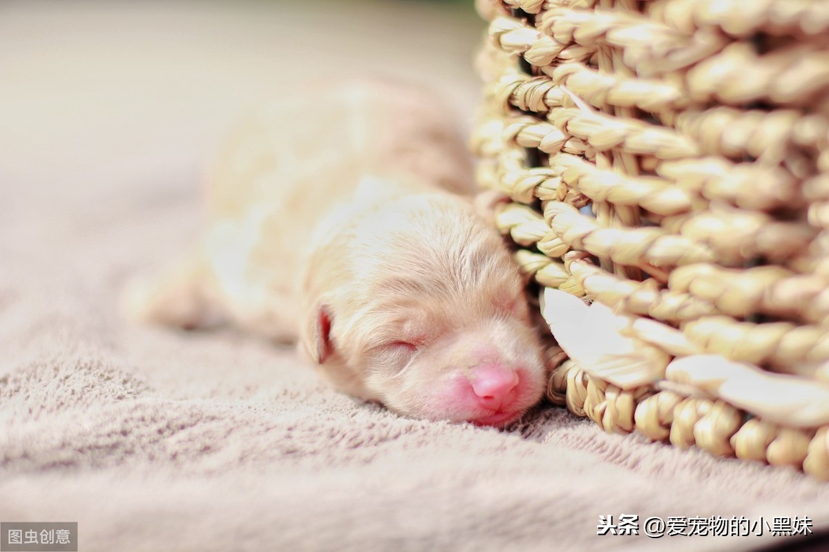 新生幼犬如何进行护理？请看下文