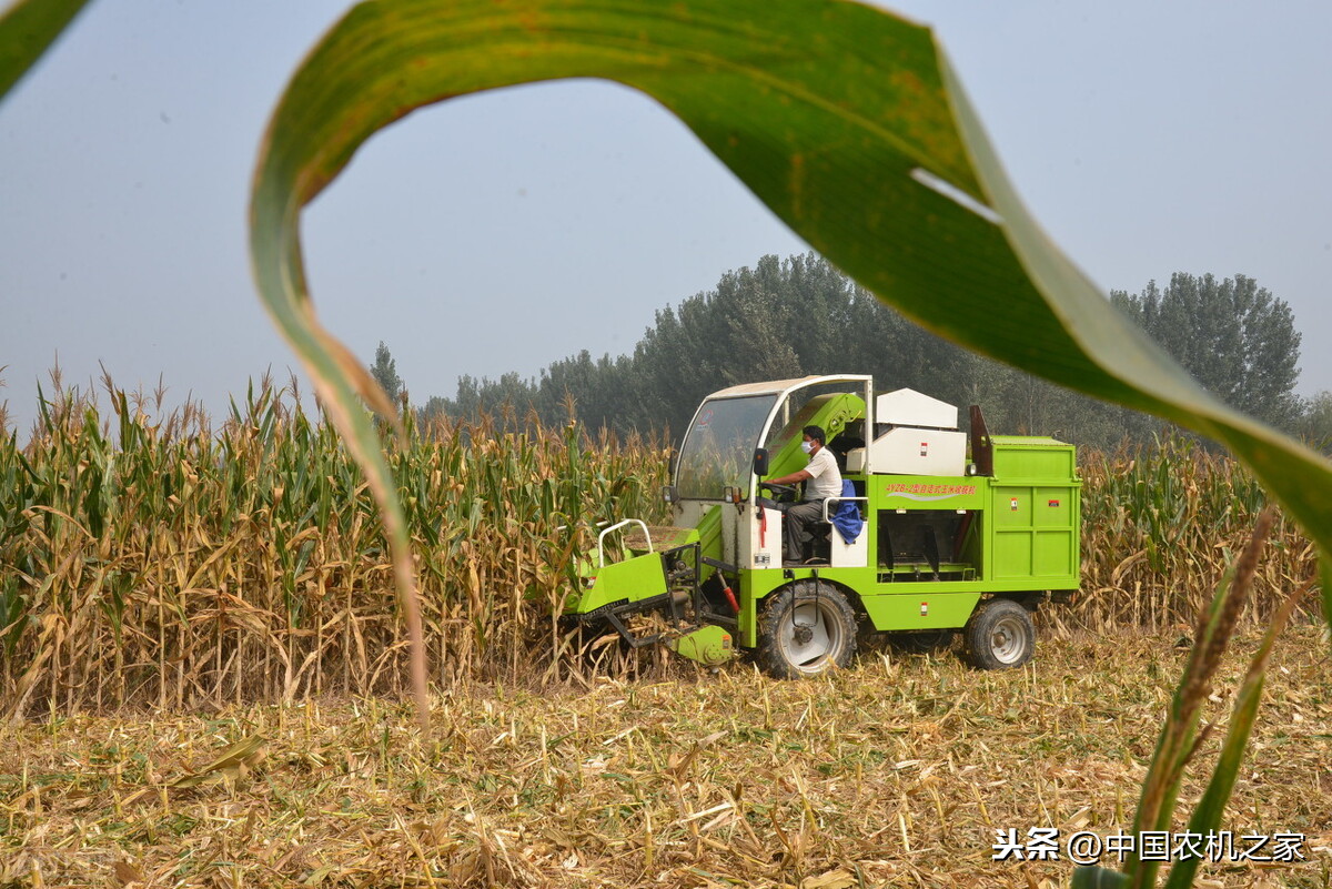 玉米收获机，现在最有看头