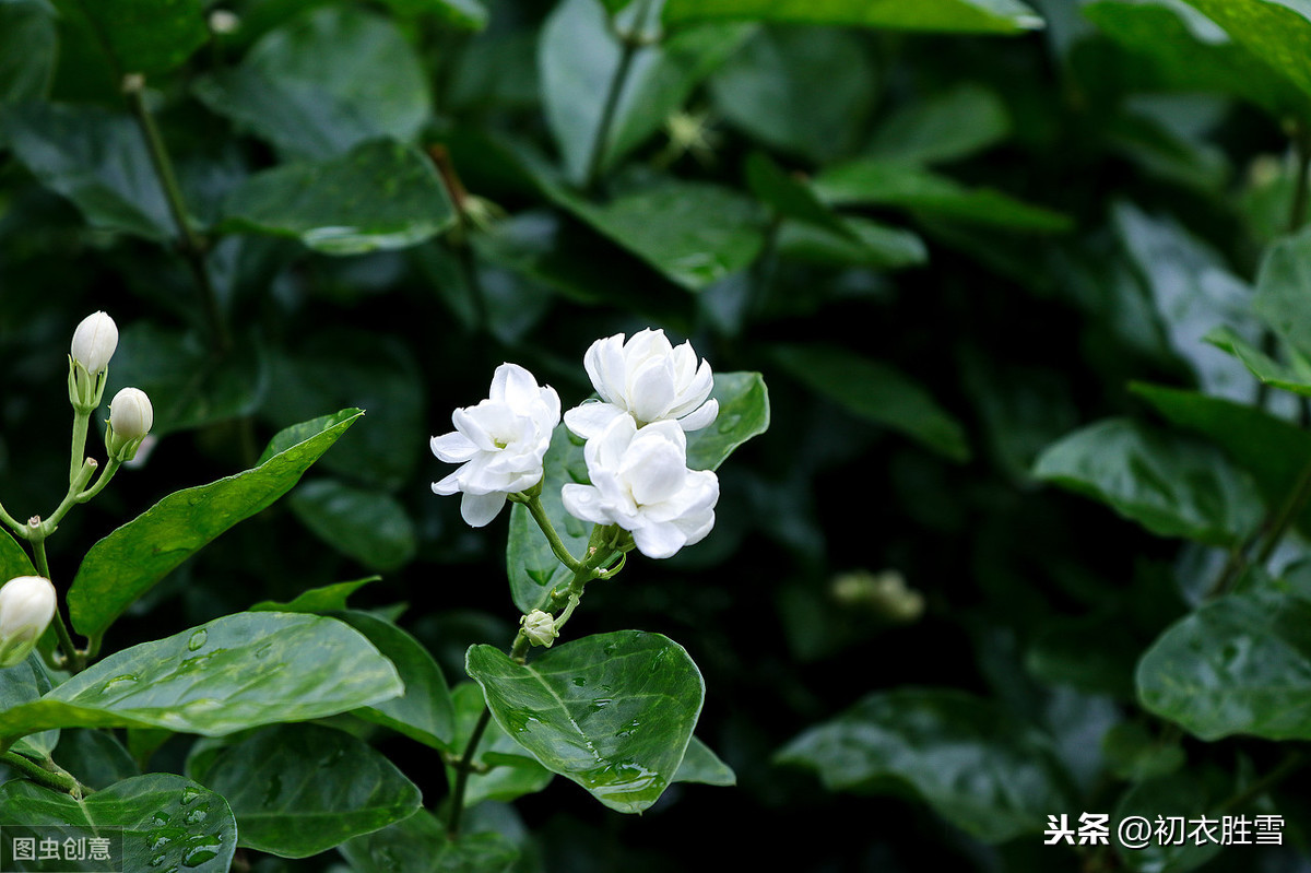 深度解读苏曼殊名句：茉莉心香细雨天