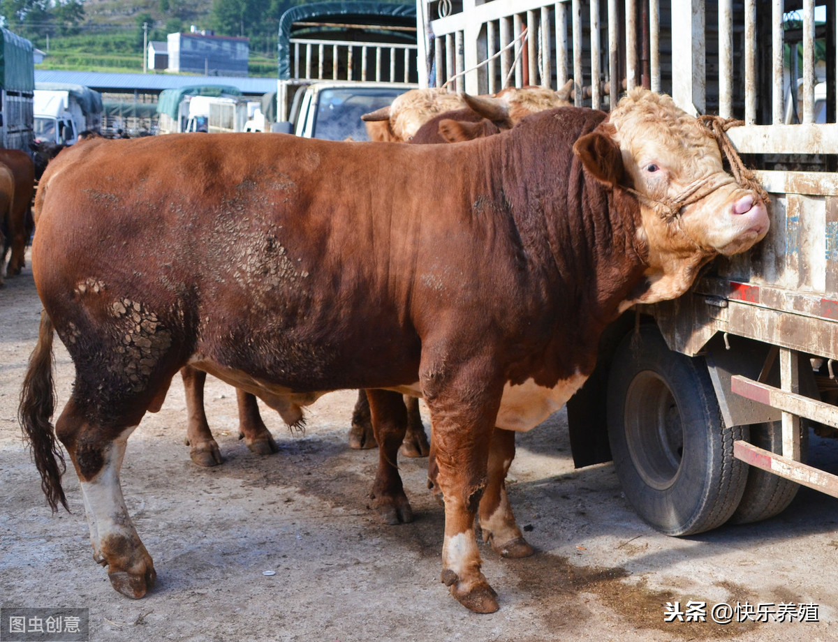 买一头牛犊13000元,育肥牛卖多少钱才能赚钱?