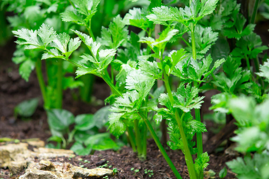 芹菜种植技术和管理（5个方面提高移栽成活率）