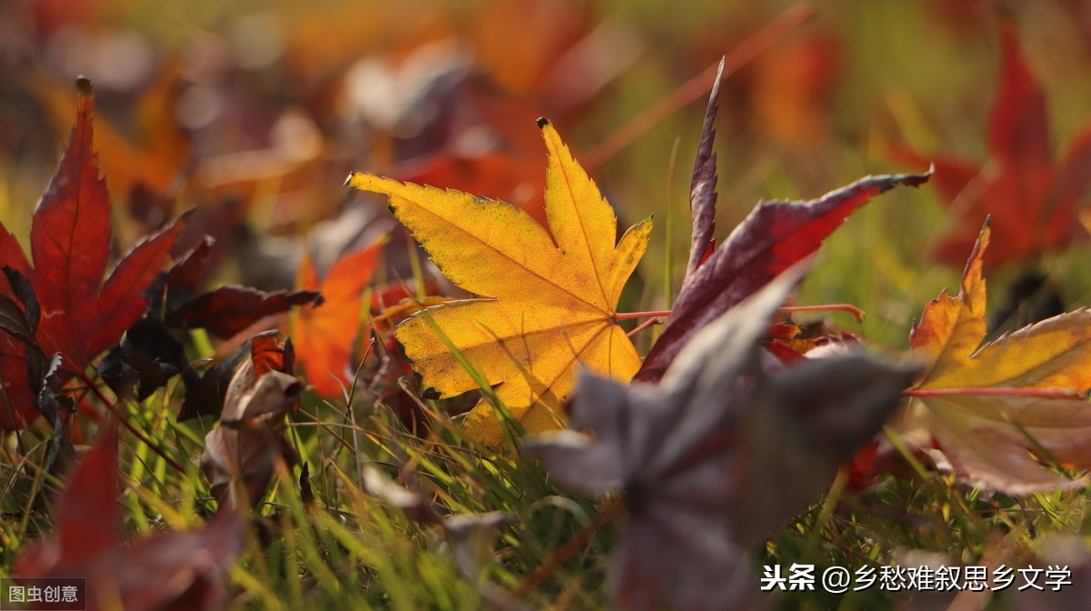 散文：情寄冬雨