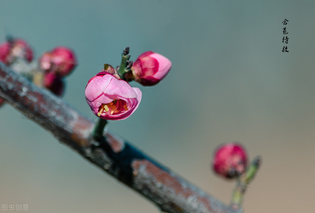 梅花是什么季节开的（南北地区梅花的花期）