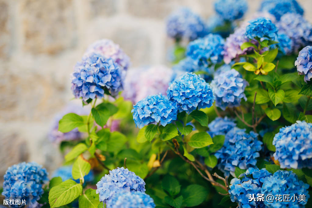 绣球花什么时候开花（绣球花养护知识大全）