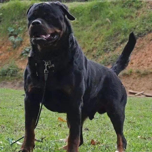 帥氣的卡斯羅和高傲的羅威納,哪個猛犬更適合家庭護衛