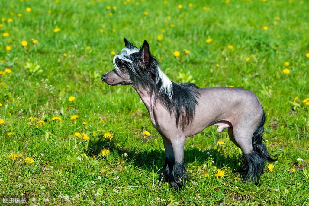 辟谣：中国冠毛犬怕热又怕冷？它们的皮肤和其它狗狗有很大不同