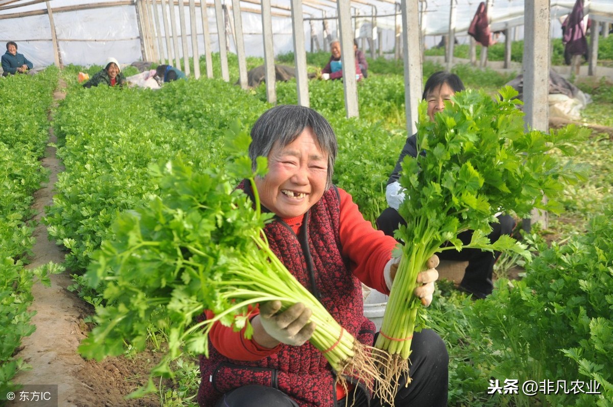 芹菜的种植方法和时间（手把手教你种清脆的芹菜）