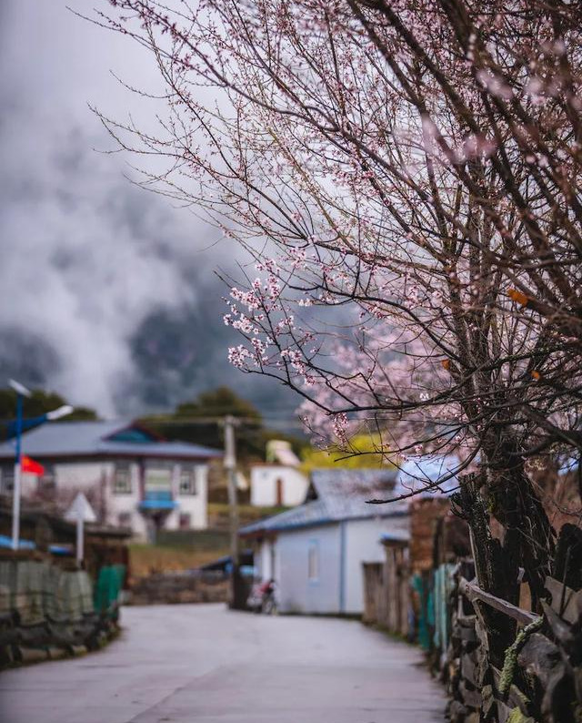 桃花一开，林芝就成了仙境