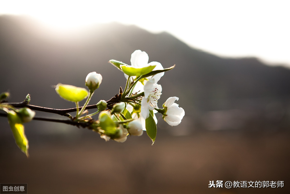 描写春天各种花的精彩语段,快收藏!