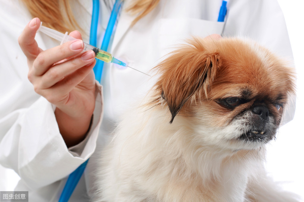 记住！狗狗打疫苗期间生病用了这些药物，是不需要重新注射疫苗的