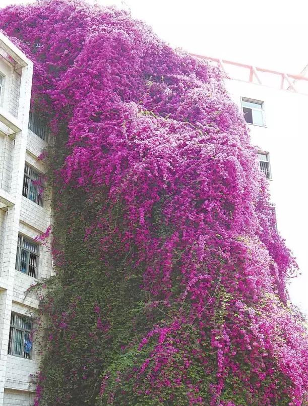 木香花为什么不能种在家里(家里种几种爬藤花，一年就爬满墙，开花野蛮精致，吃掉你的房)