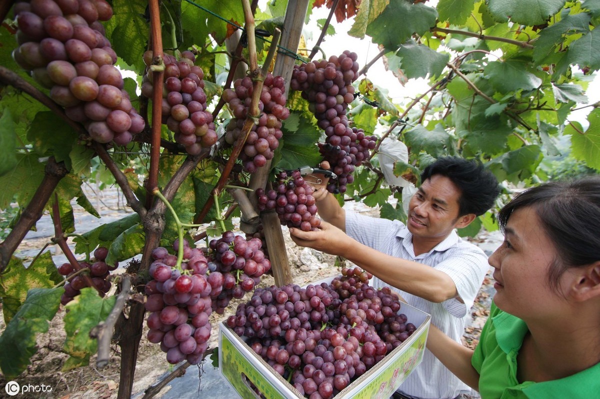 巨峰葡萄,巨峰葡萄成熟季节是几月份