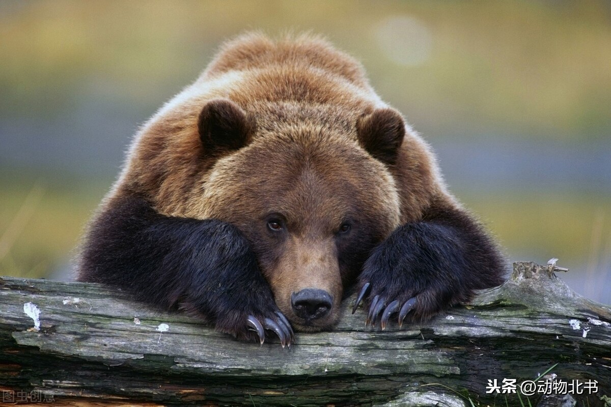 熊的寿命(9种“熊”科动物，还有可爱的国宝熊猫。熊是孤独的个体)