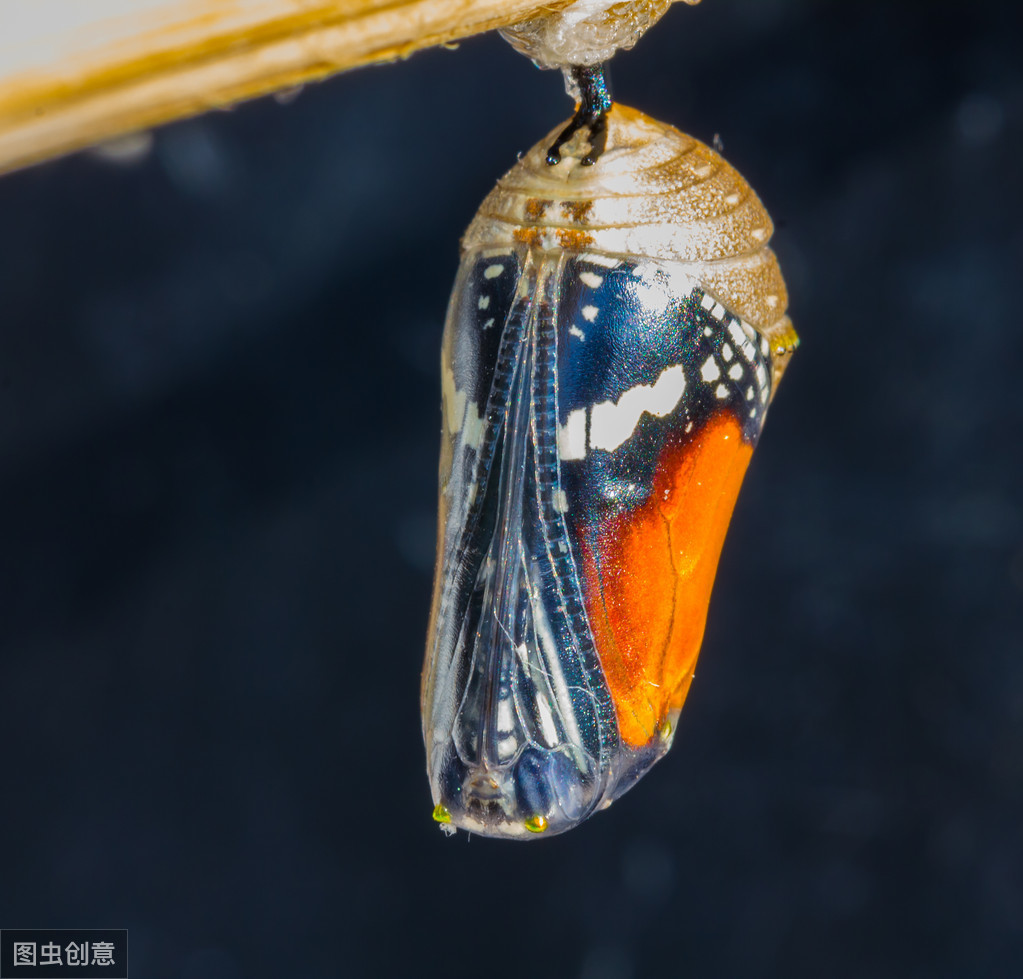 二年级下册22课看《小毛虫》化茧成蝶，掌握知识，弄懂道理