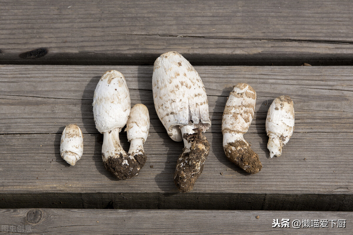 杏鮑菇的產(chǎn)地,杏鮑菇的產(chǎn)地聯(lián)系方式