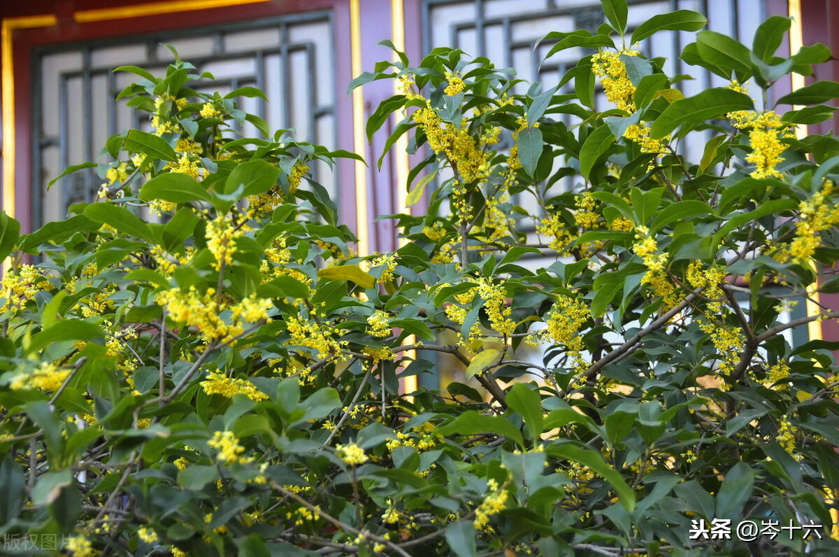 桂花真的太香了