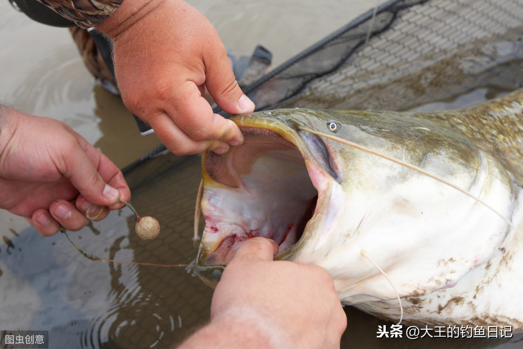 鲶鱼好吃吗刺多吗（鲶鱼的营养价值及品种介绍）