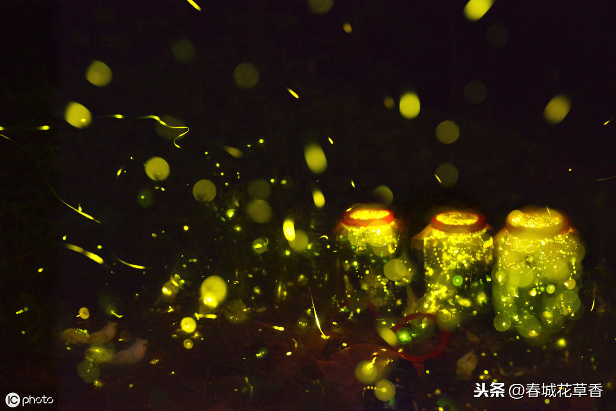 萤火虫，夏夜的精灵，梦的眼睛