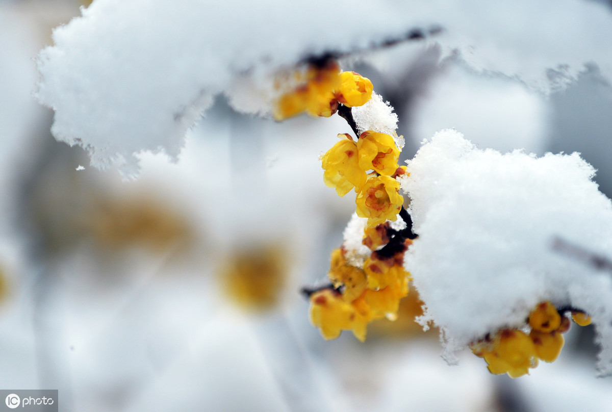 餘秋雨散文:雪