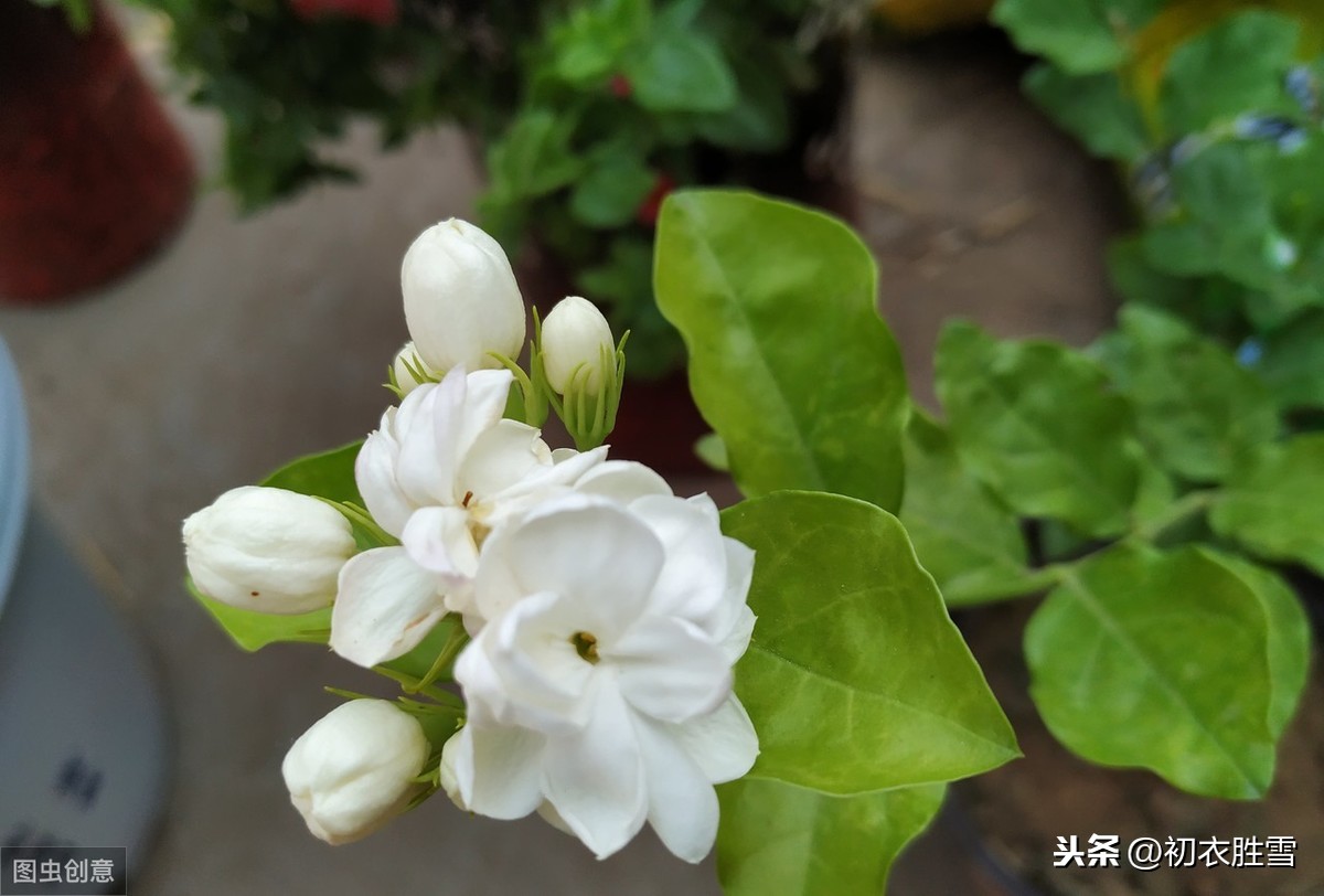 深度解读苏曼殊名句：茉莉心香细雨天