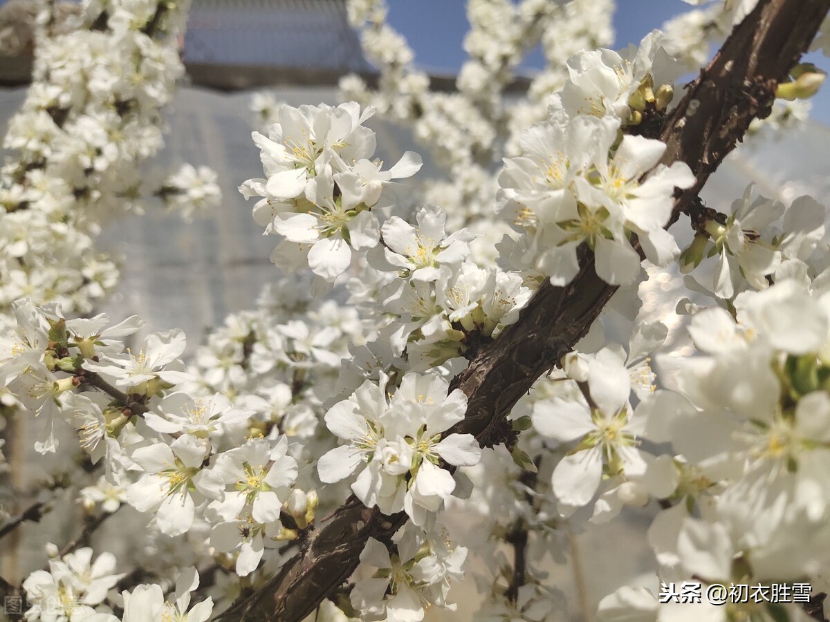 元稹樱桃花丽诗两首：樱桃花，一枝两枝千万朵，花砖曾立摘花人