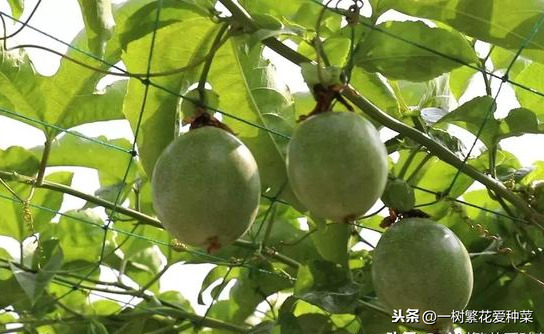 百香果北方可以种植吗（分享百香果的生活习性）