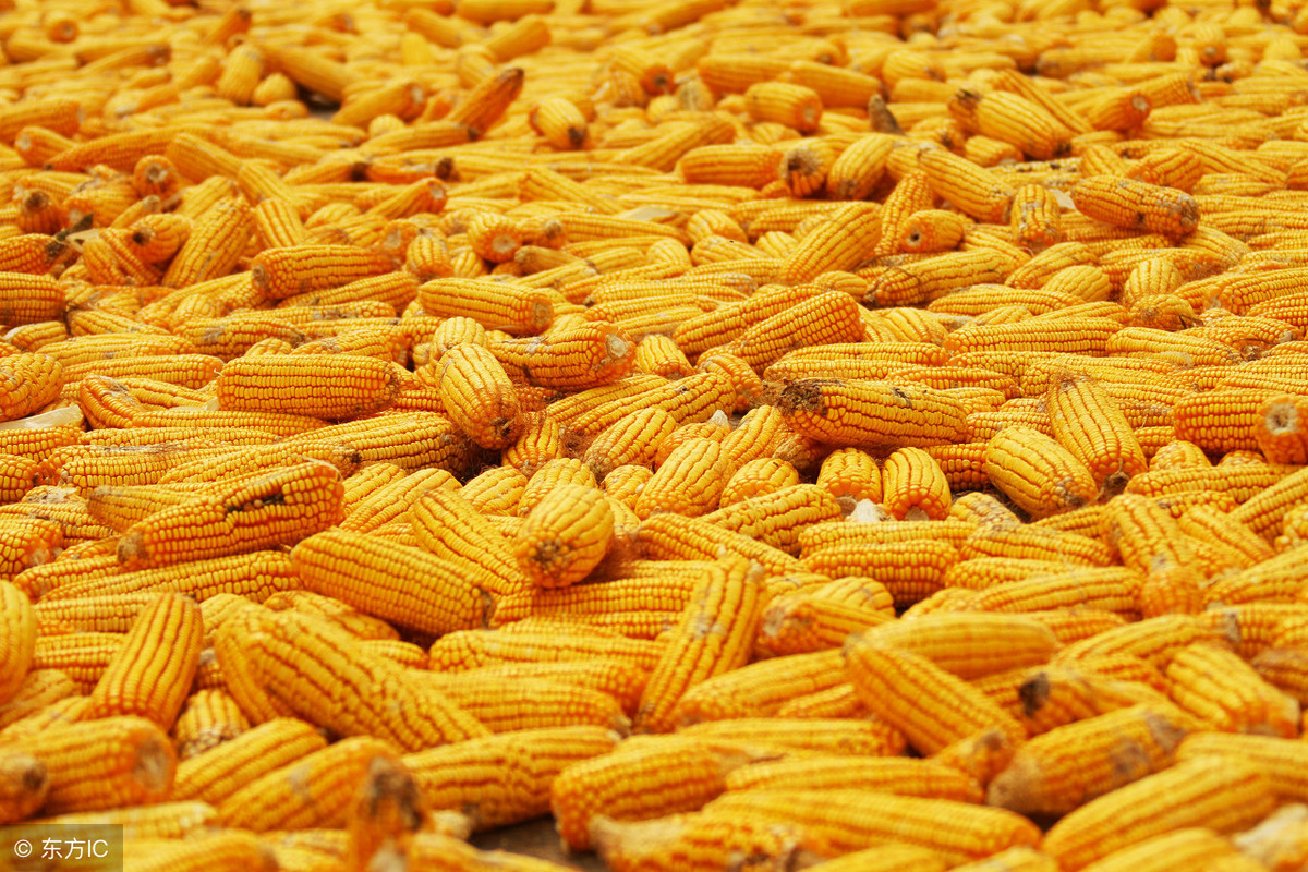 12月14日玉米价格多少钱一斤？年前全国玉米最新行情预测