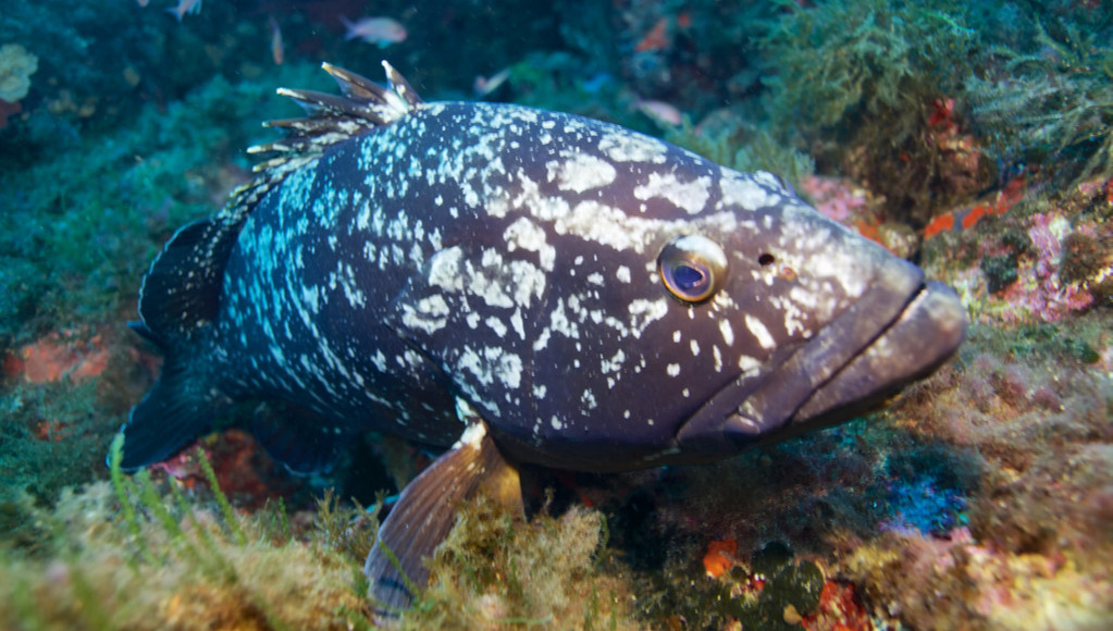 龙趸和石斑鱼区别有哪些，常见的石斑鱼有哪些？