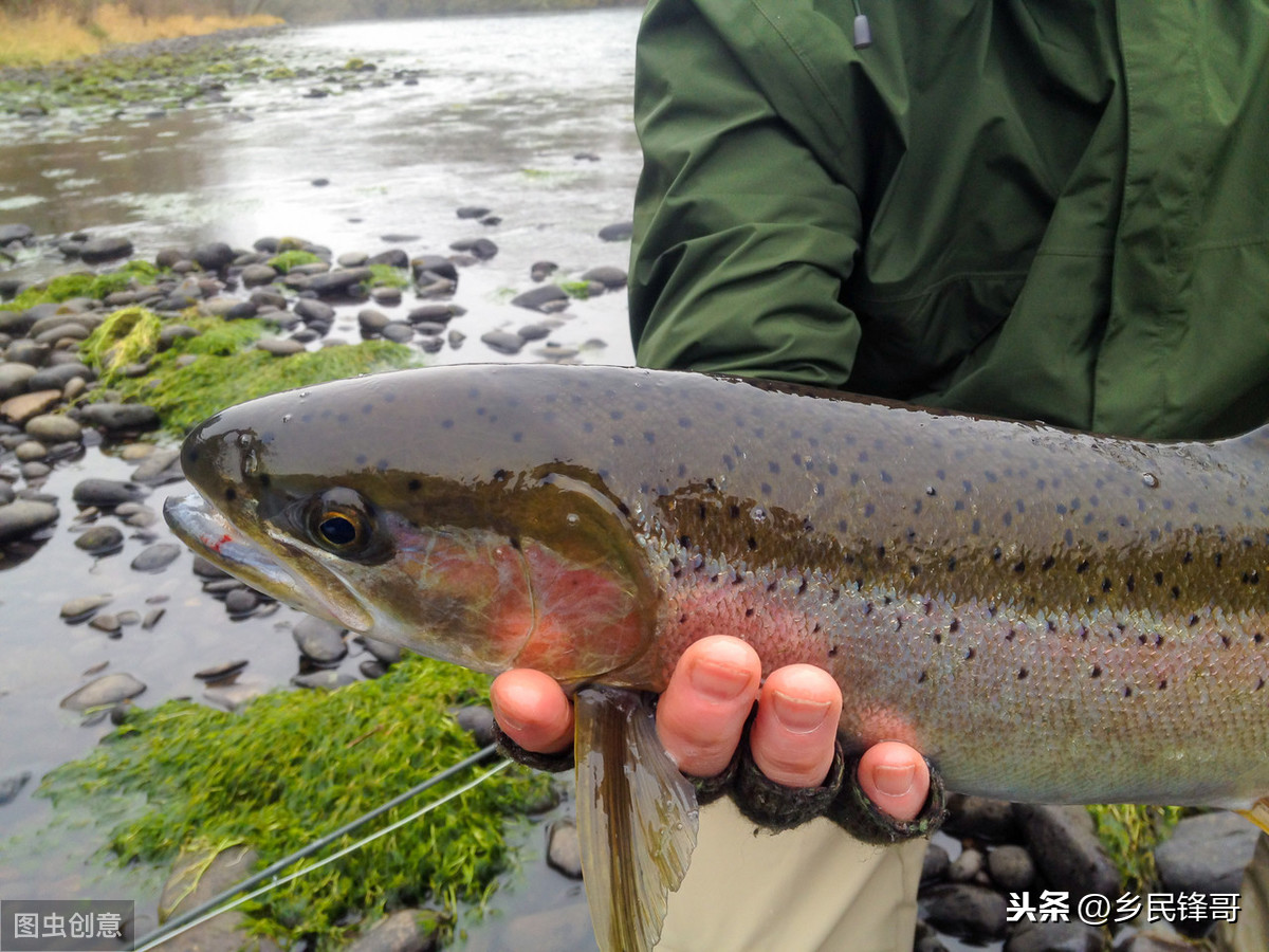 虹鱒魚養殖,虹鱒魚養殖條件