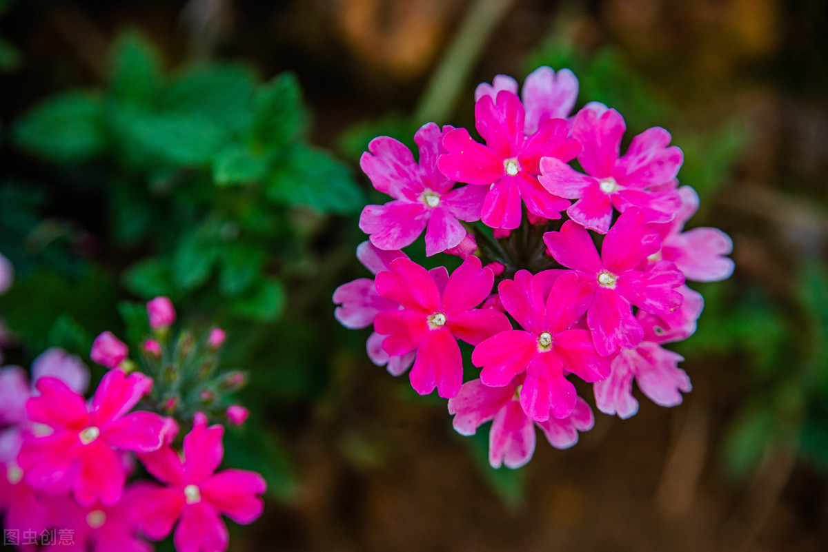被忽视的7种小花，其实都是“大宝贝”，好养易开花，超省心