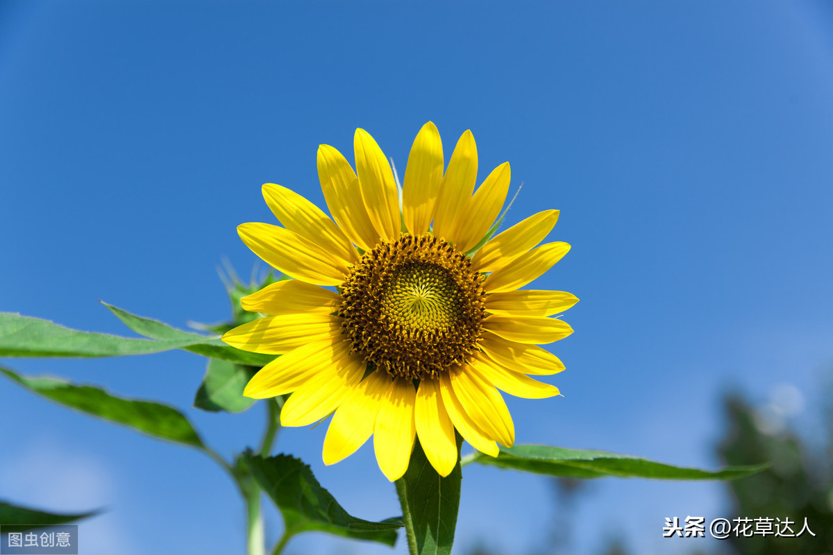 向日葵的花语是什么意思 向日葵的象征和寓意是什么