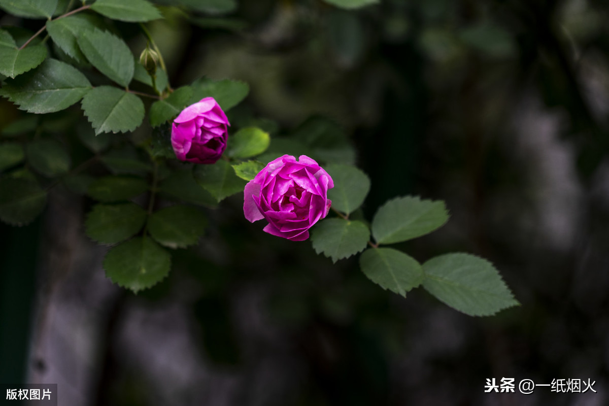 飞花令：满架蔷薇一院香。最美的蔷薇诗词，再忙都要背起来