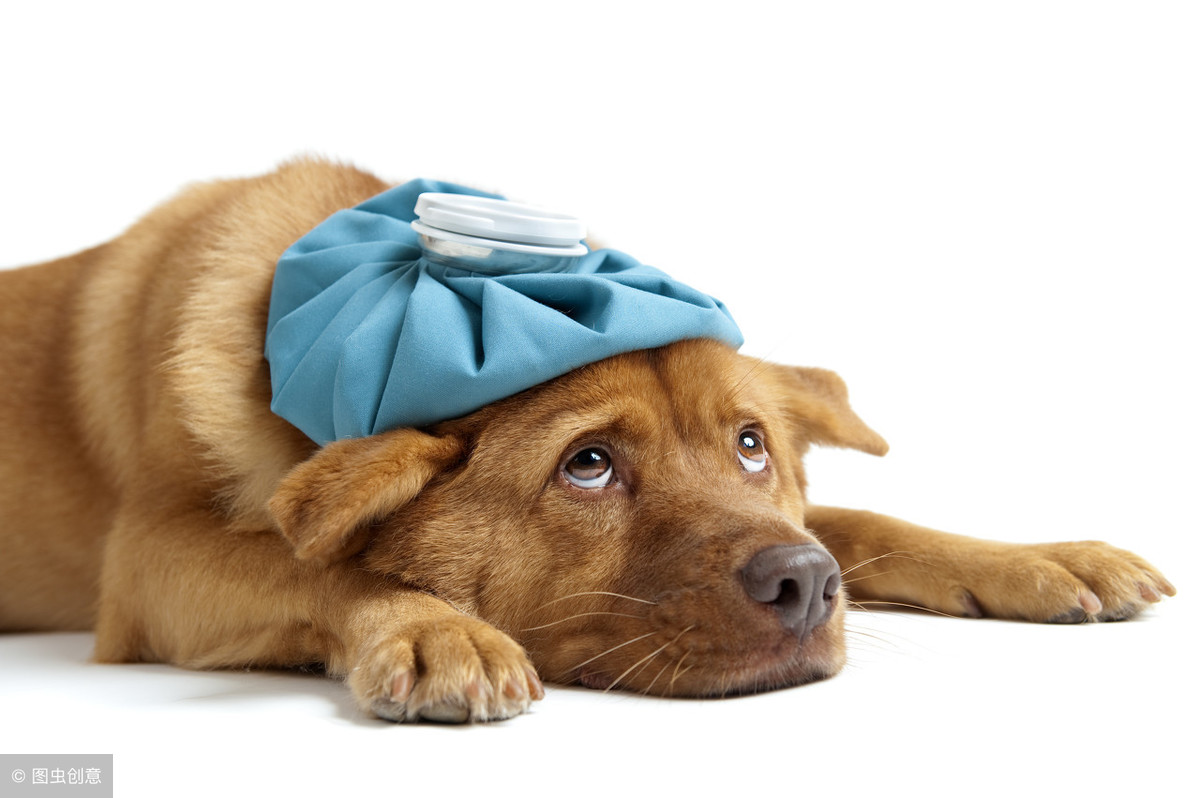 “sick”是生病的，“dog”是狗，“sick as a dog”肯定猜不着！