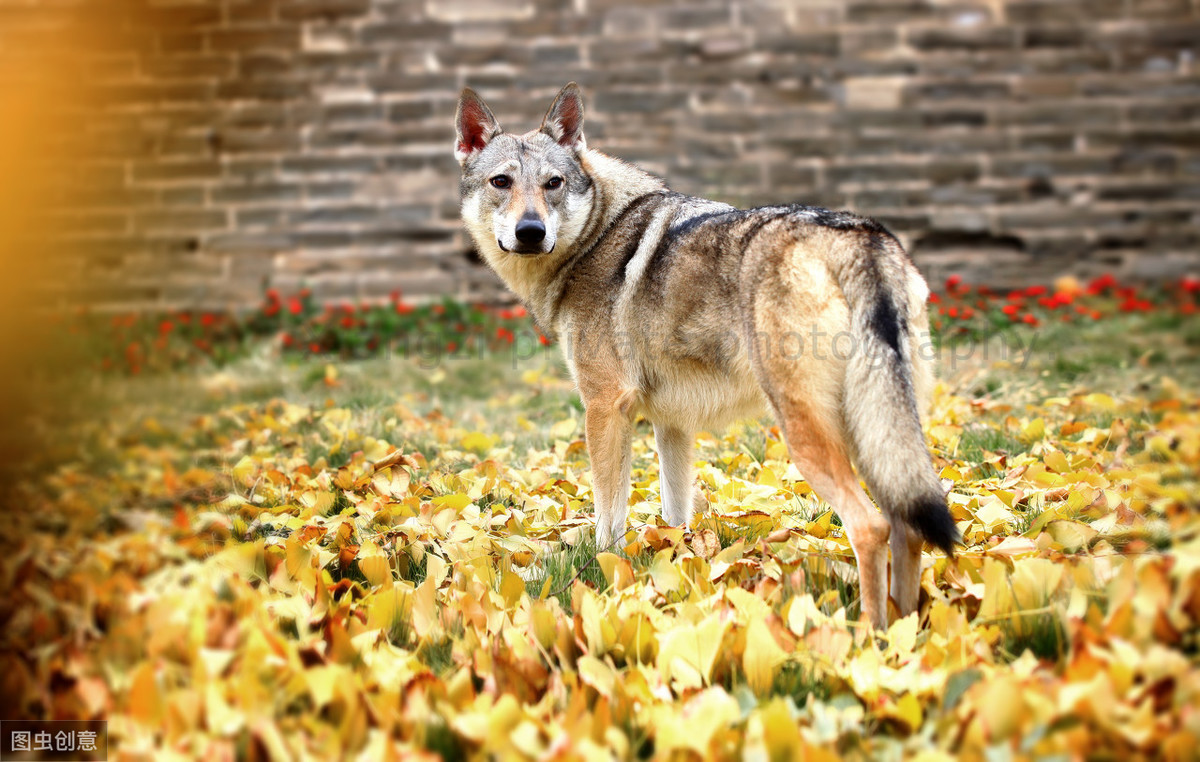 最像狼的捷克狼犬有这些优点，但却被禁养