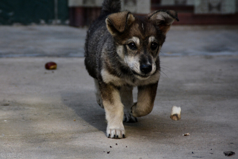 中华田园犬智商（这种犬的智商很高却做不了警犬）