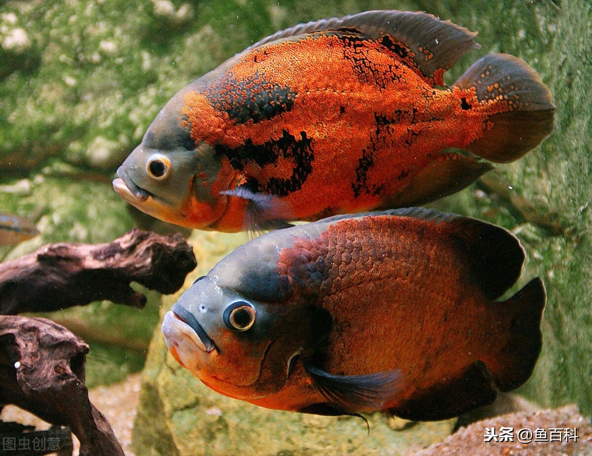 地圖魚太兇不好混養?試試這3種魚,魚兒不打架,魚缸更漂亮